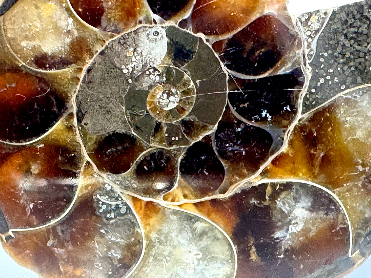 Ammonite Pair 4.4cm