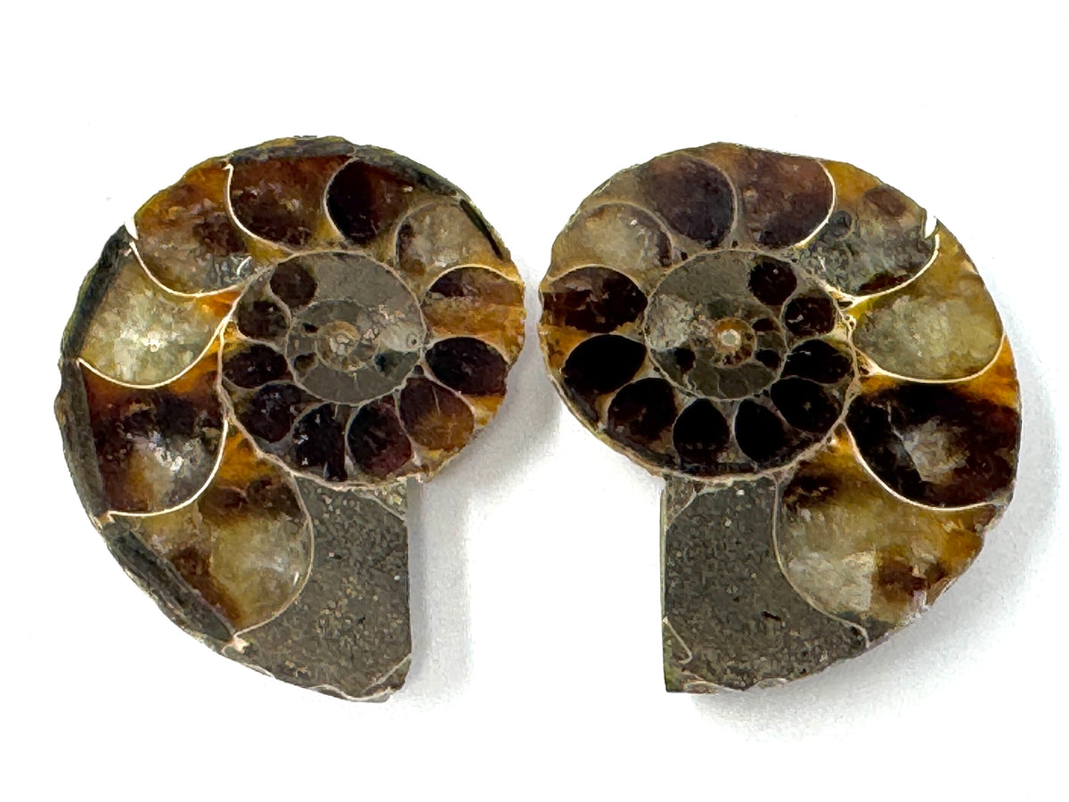 Ammonite Pair 4.4cm