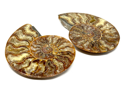 Ammonite Pair 14.2cm