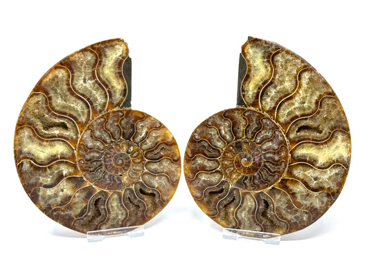 Ammonite Pair 14.2cm