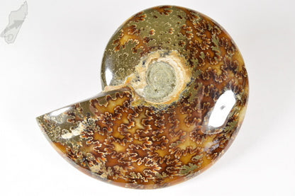Ammonite Cleoniceras Polished 11.2cm