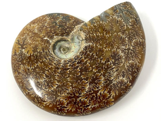 Large Ammonite Cleoniceras Polished 12.5cm