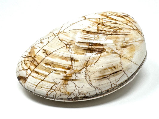 Polished Bi-Valve Fossil 8.3cm
