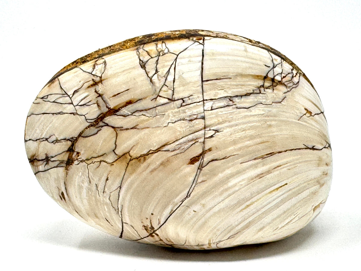 Polished Bi-Valve Fossil 7.8cm