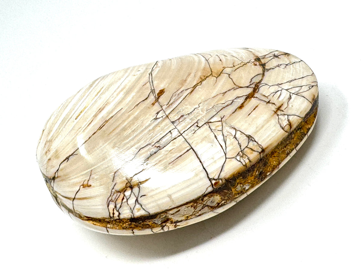 Polished Bi-Valve Fossil 7.8cm