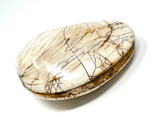 Polished Bi-Valve Fossil 7.8cm