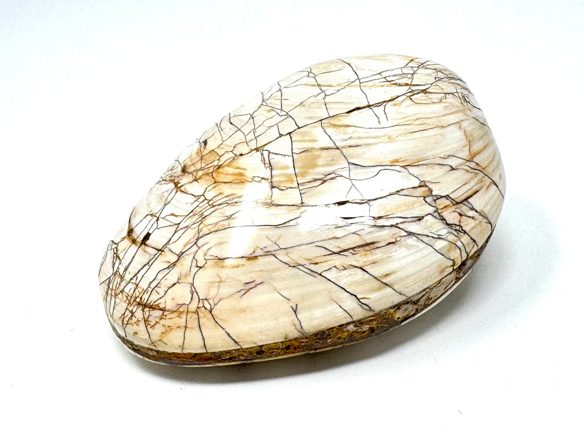 Polished Bi-Valve Fossil 7.8cm