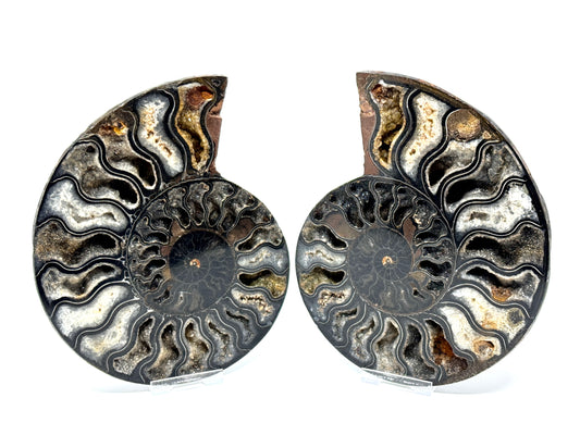 Large Druzy Black Ammonite Pair 17.5cm