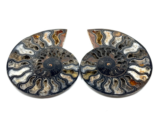 Large Druzy Black Ammonite Pair 17.5cm