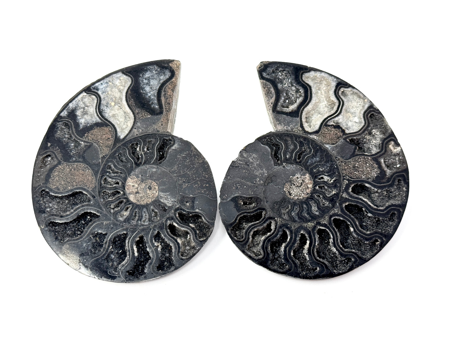 Druzy Black Ammonite Pair 7.8cm