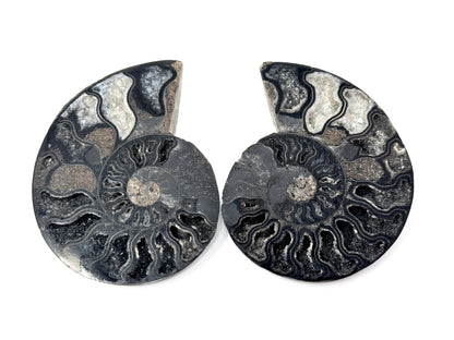 Druzy Black Ammonite Pair 7.8cm