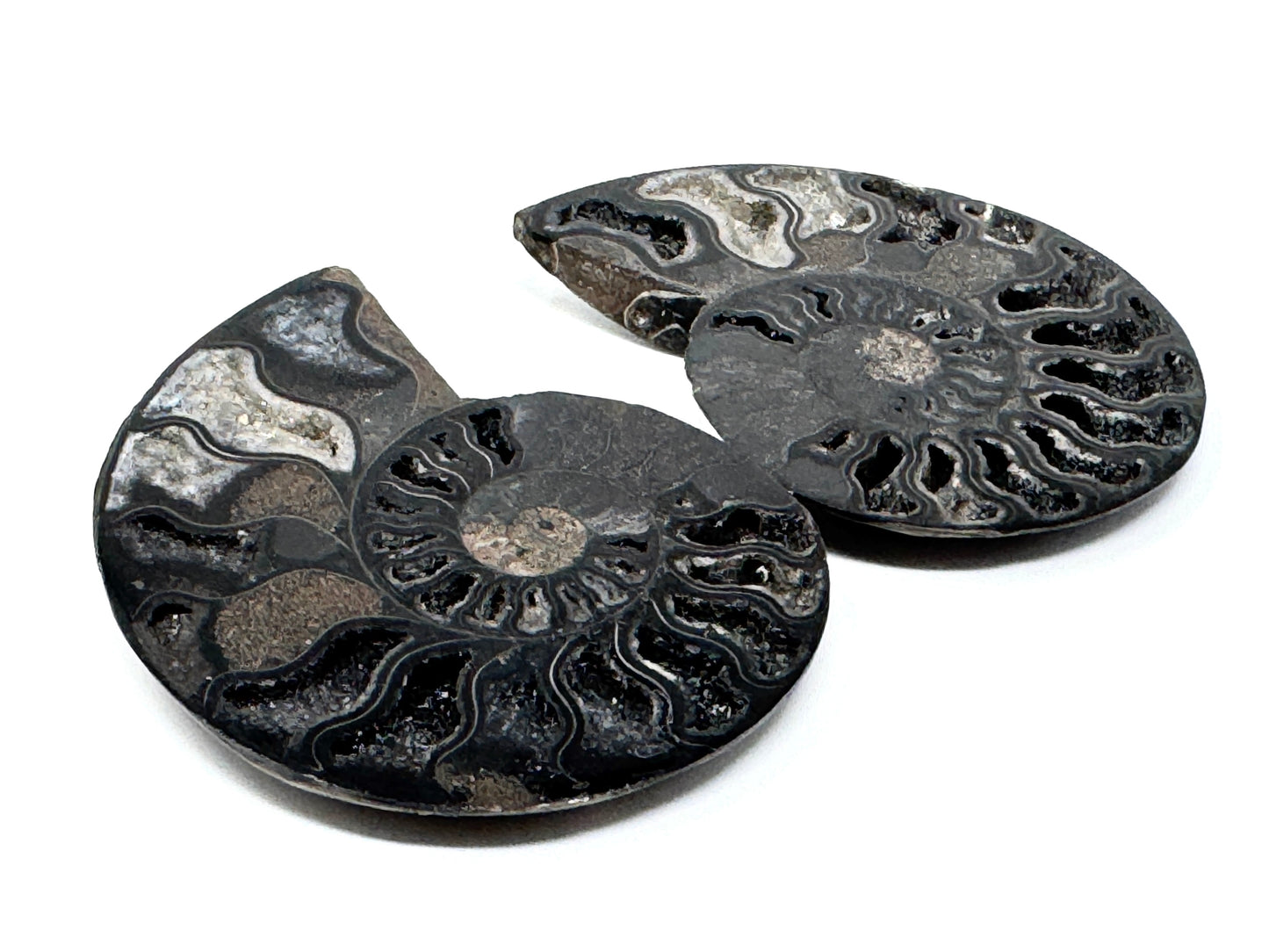 Druzy Black Ammonite Pair 7.8cm