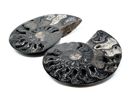 Druzy Black Ammonite Pair 7.8cm