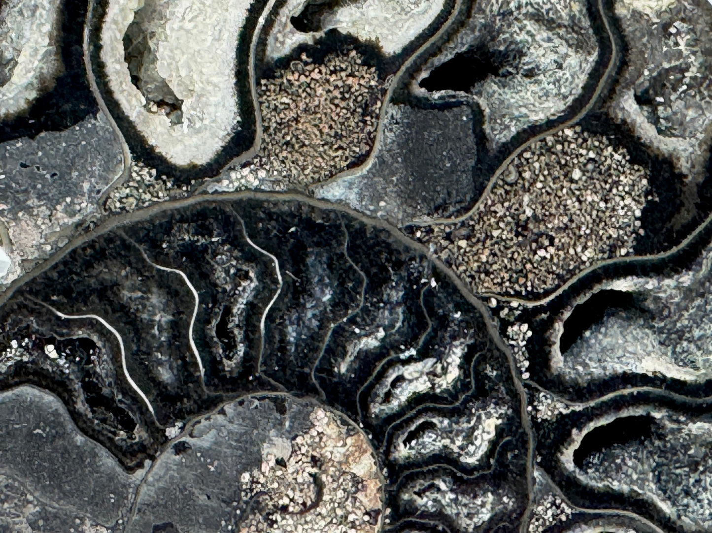 Druzy Black Ammonite Pair 7.8cm