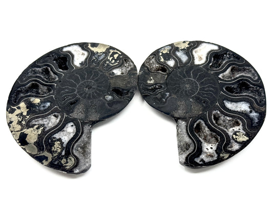 Black Ammonite Pair 7.4cm