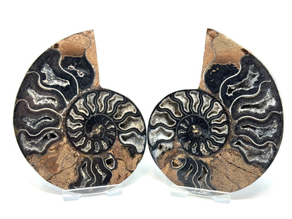 Black Ammonite Pair 11.2cm