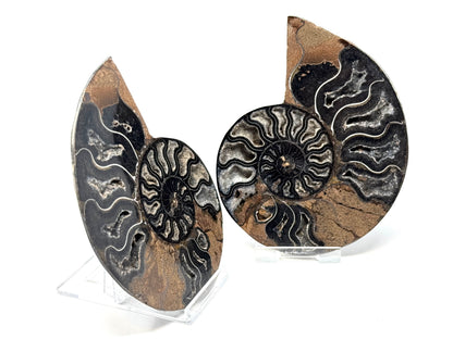 Black Ammonite Pair 11.2cm