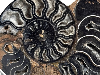 Black Ammonite Pair 11.2cm