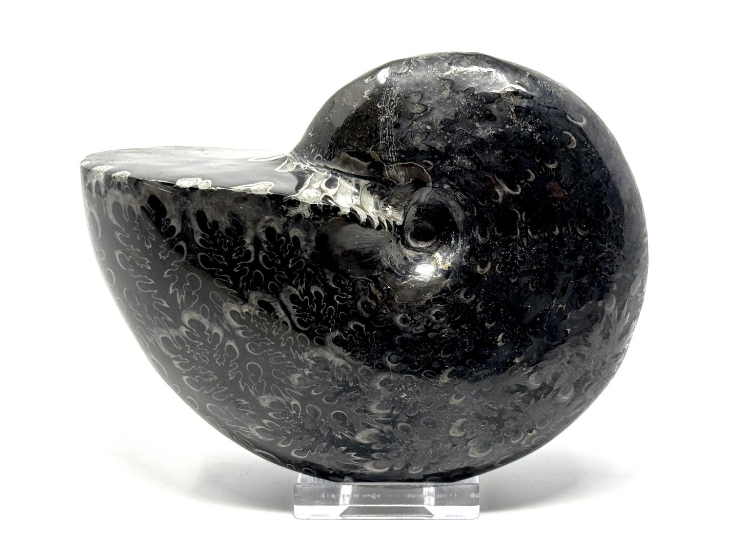 Large Black Ammonite Phylloceras Polished 12.5cm