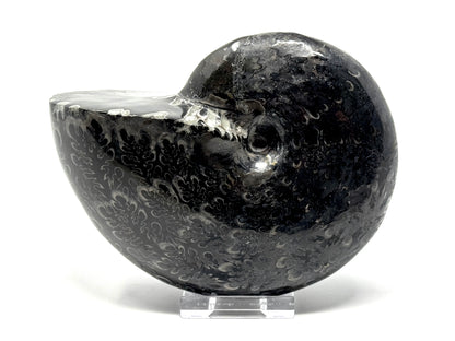 Large Black Ammonite Phylloceras Polished 12.5cm