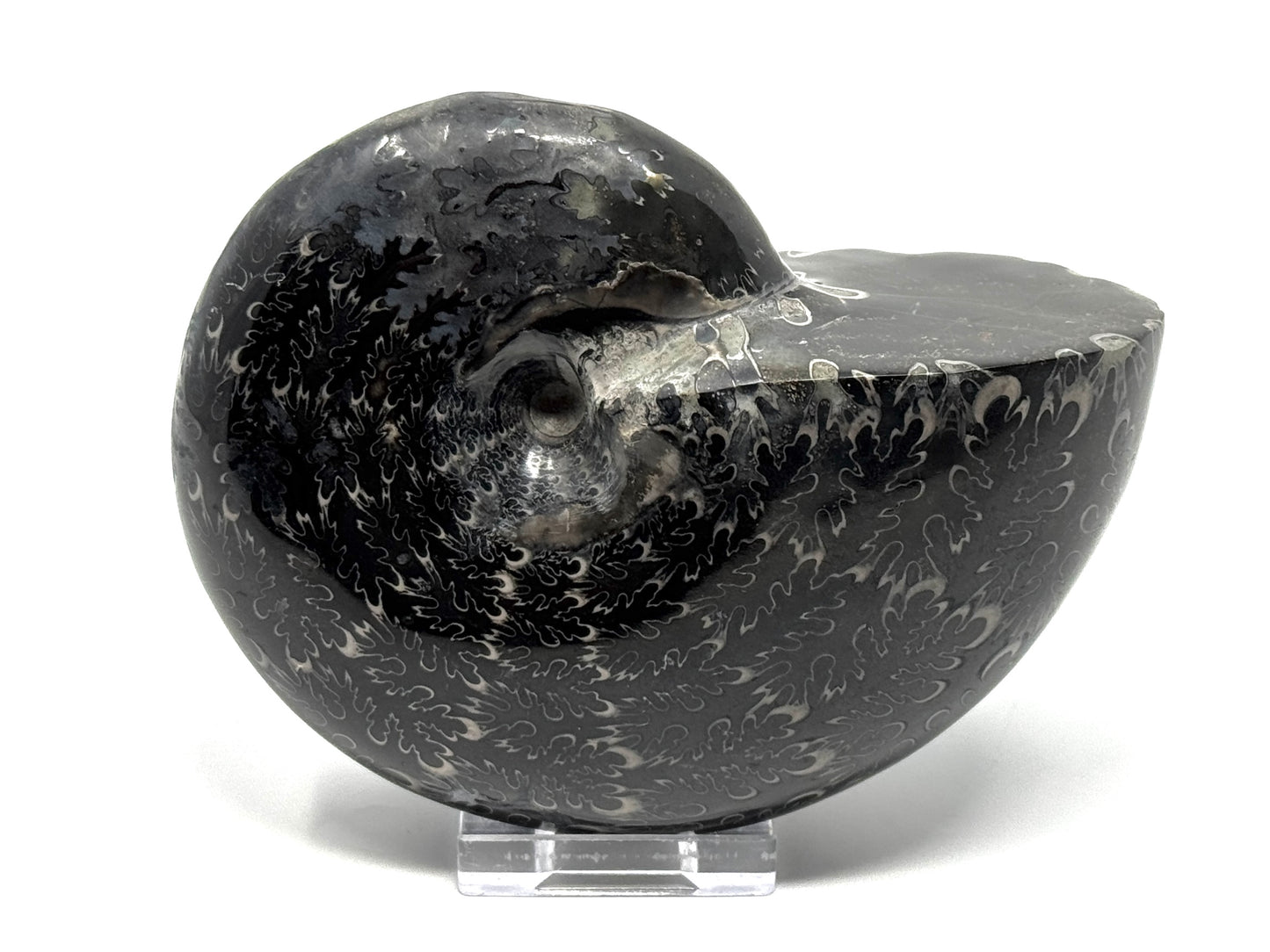 Large Black Ammonite Phylloceras Polished 12.5cm