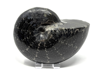 Large Black Ammonite Phylloceras Polished 12.5cm