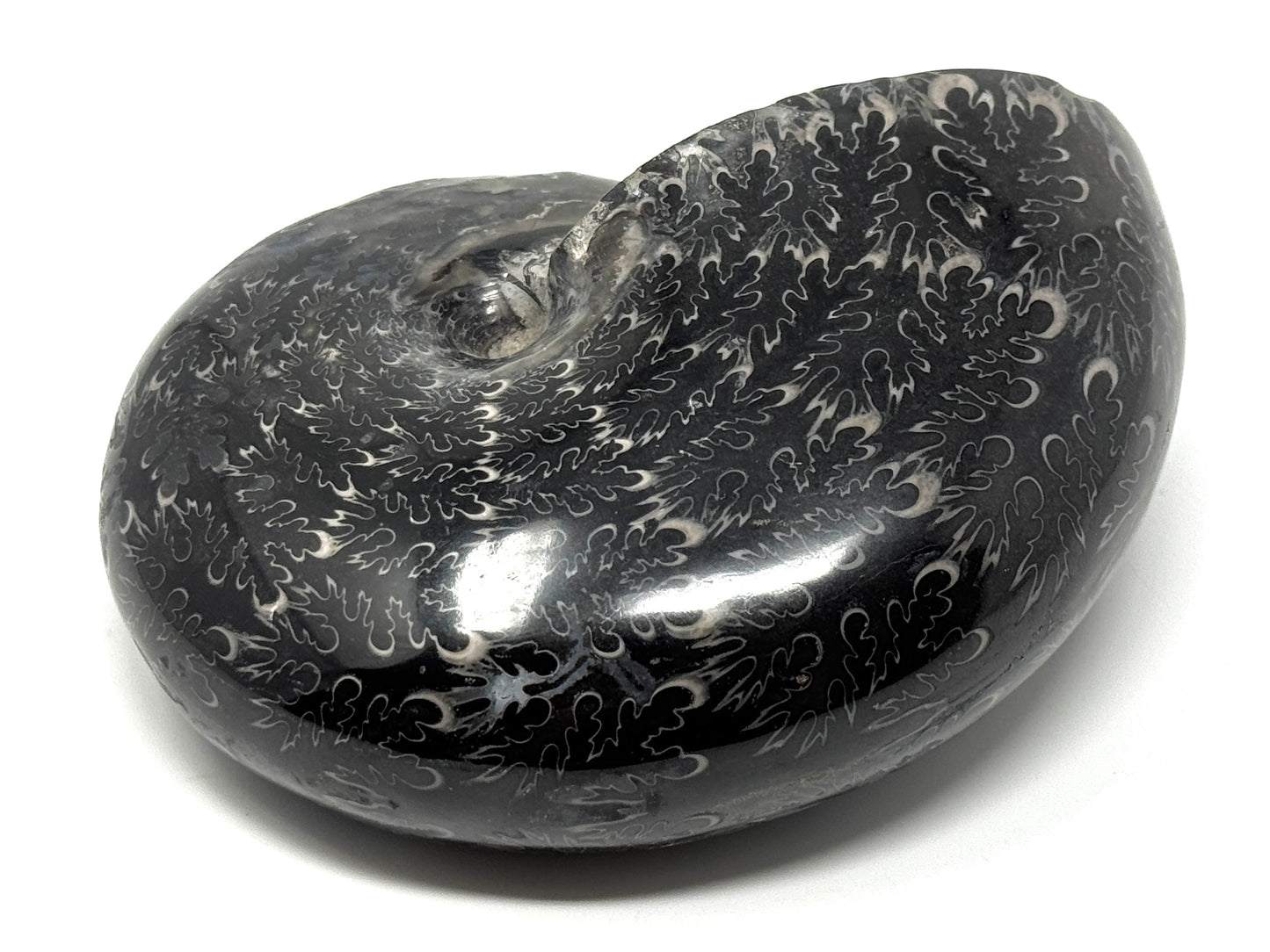 Large Black Ammonite Phylloceras Polished 12.5cm