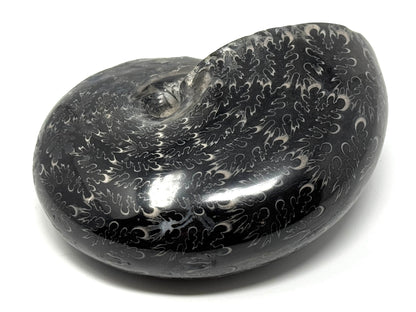 Large Black Ammonite Phylloceras Polished 12.5cm