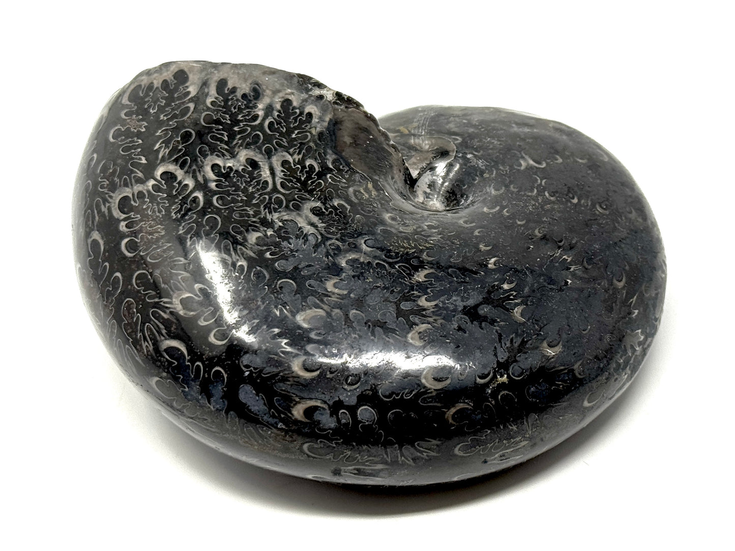 Large Black Ammonite Phylloceras Polished 12.5cm