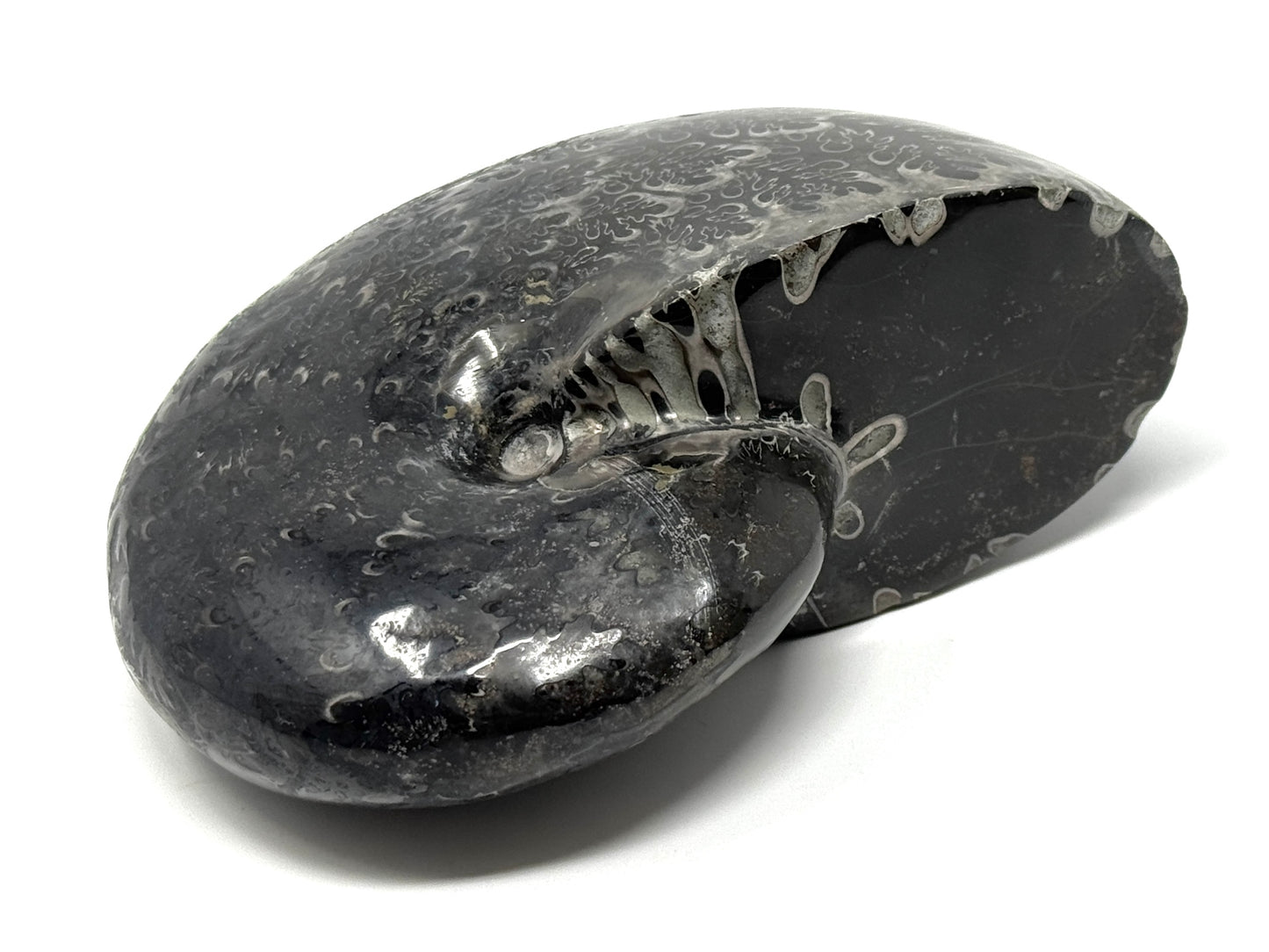 Large Black Ammonite Phylloceras Polished 12.5cm