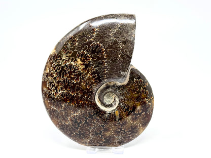 Large Polished Cleoniceras Ammonite Fossil 15.2cm