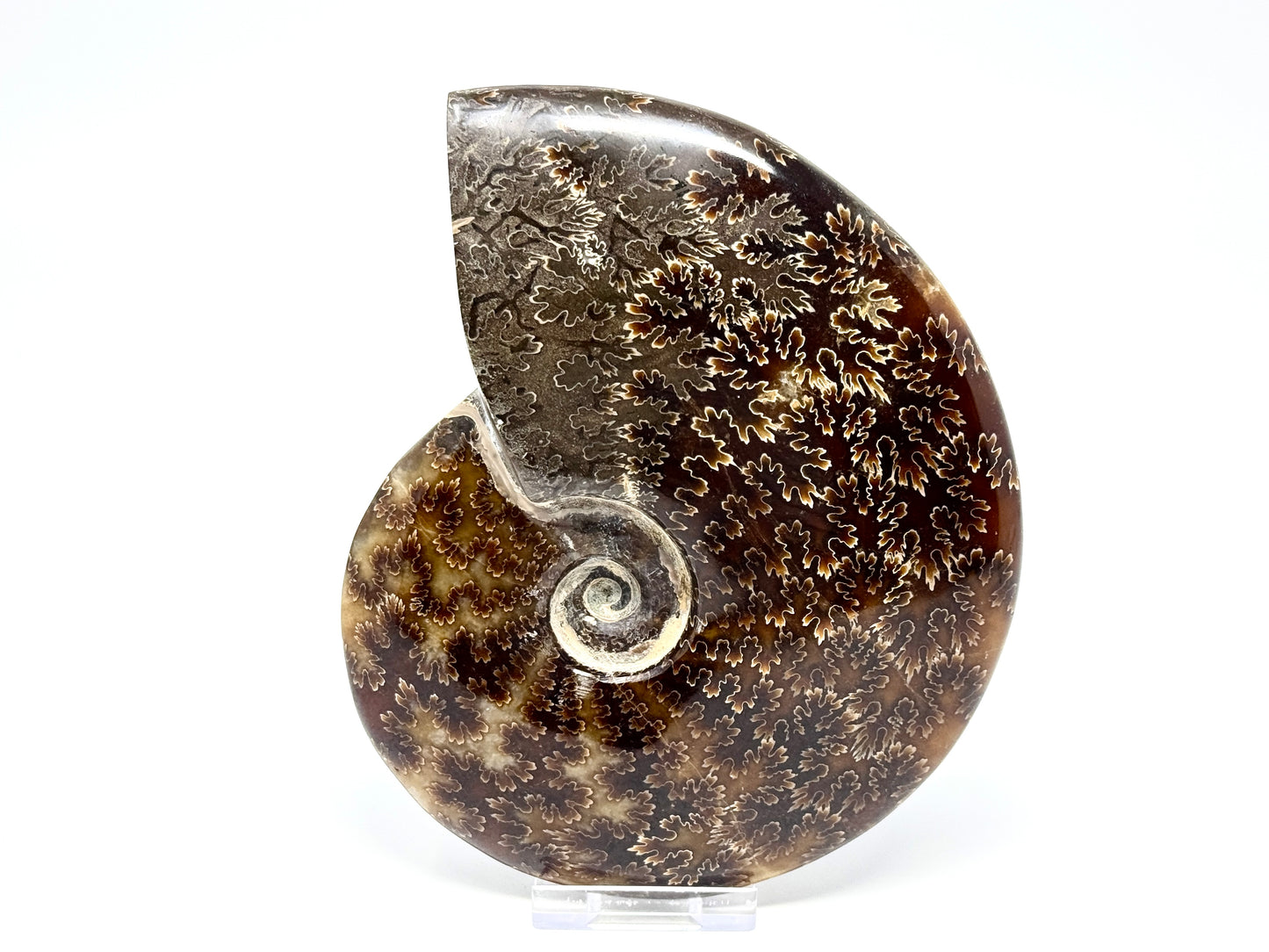 Large Polished Cleoniceras Ammonite Fossil 15.2cm