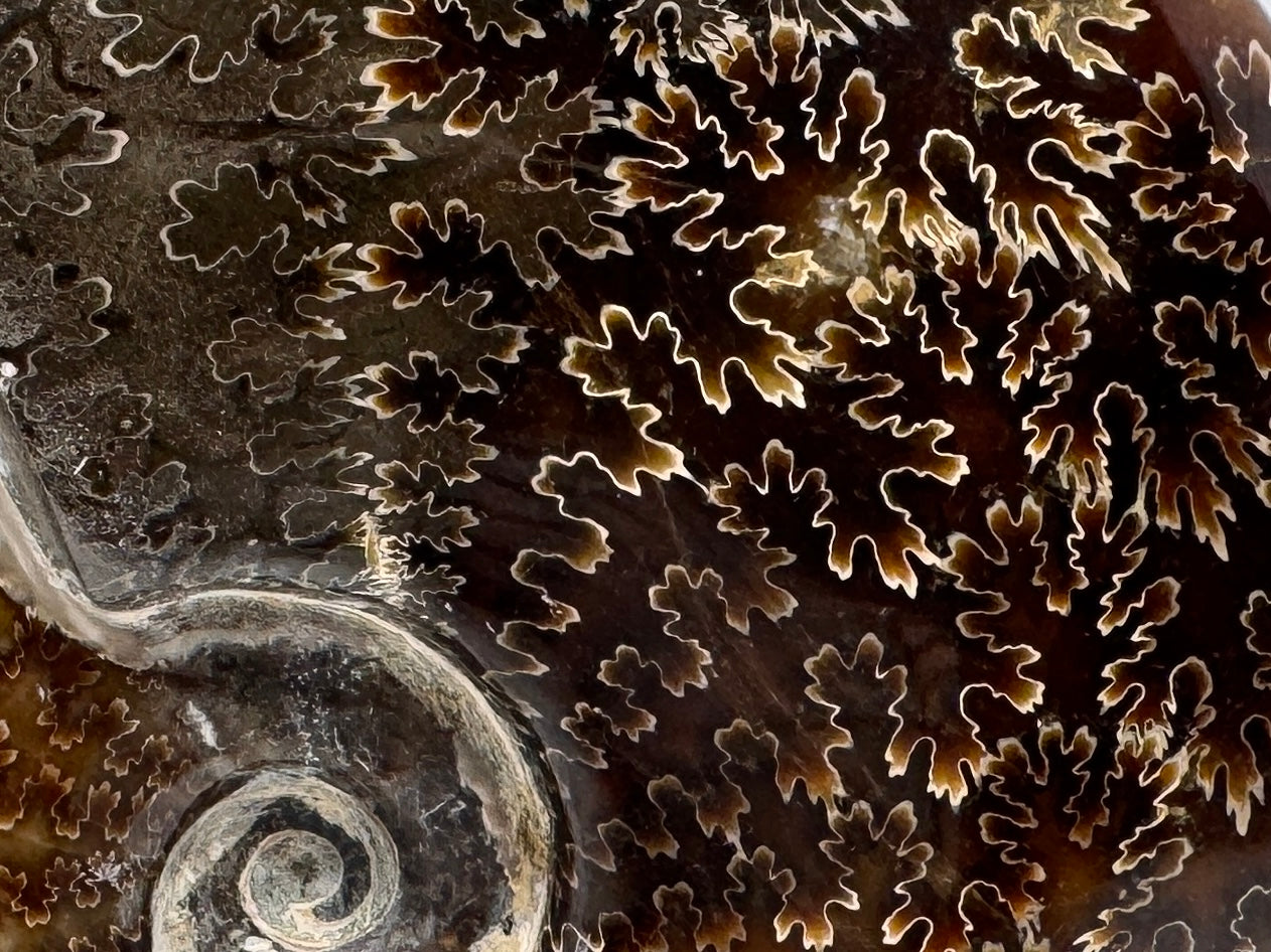 Large Polished Cleoniceras Ammonite Fossil 15.2cm