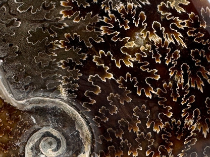 Large Polished Cleoniceras Ammonite Fossil 15.2cm