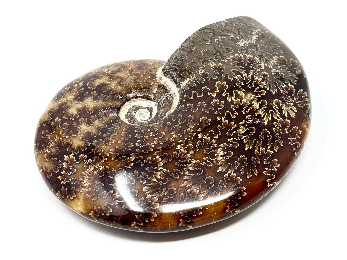 Large Polished Cleoniceras Ammonite Fossil 15.2cm
