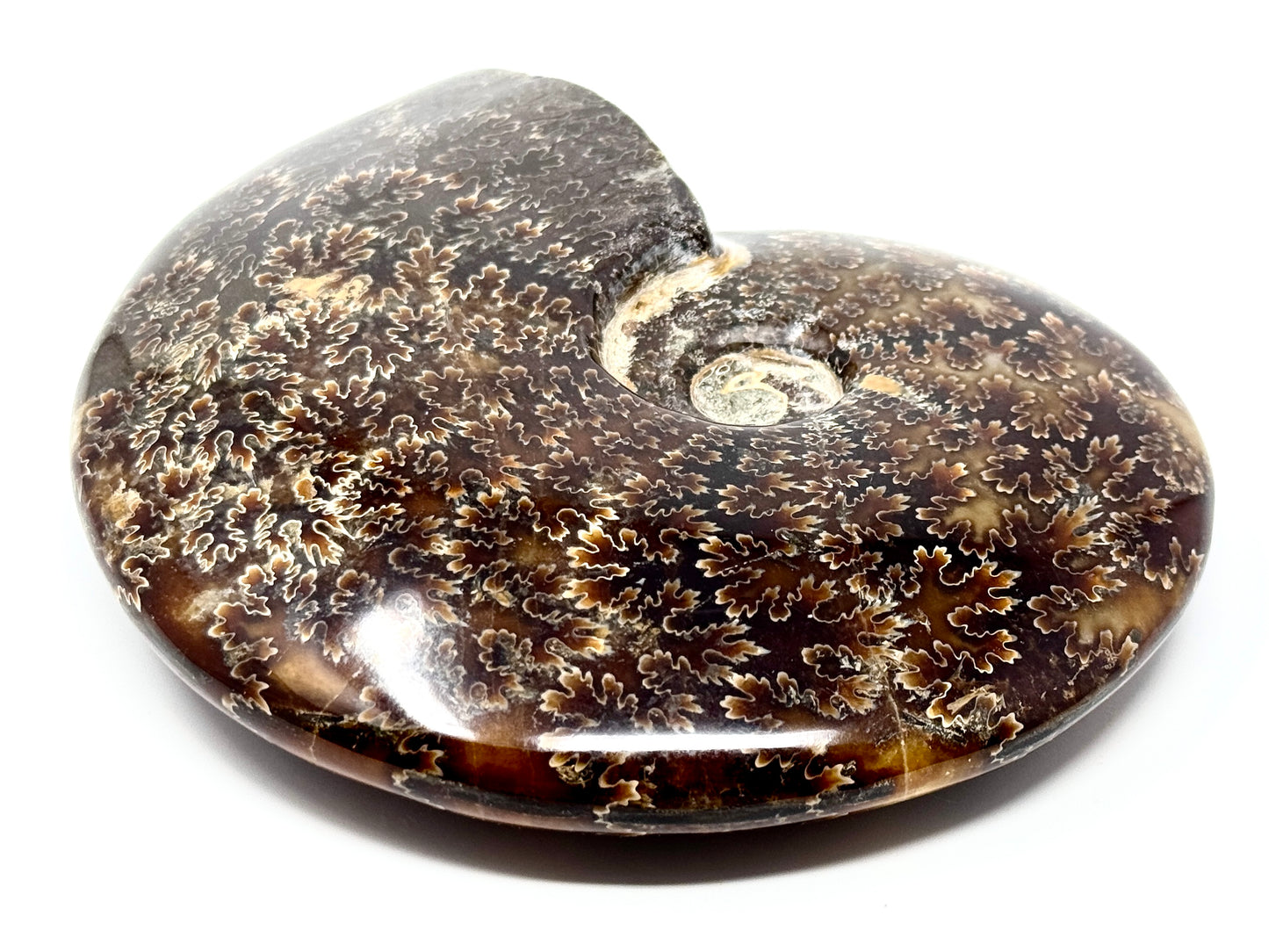 Large Polished Cleoniceras Ammonite Fossil 15.2cm