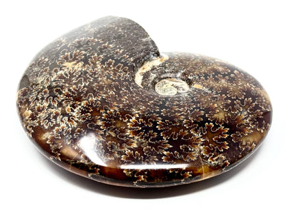 Large Polished Cleoniceras Ammonite Fossil 15.2cm