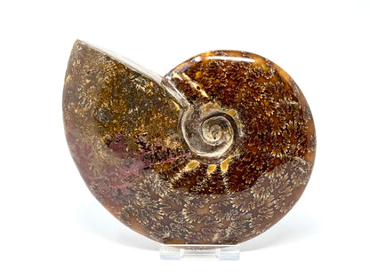 Large Polished Cleoniceras Ammonite Fossil 13.8cm