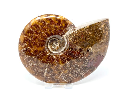 Large Polished Cleoniceras Ammonite Fossil 13.8cm