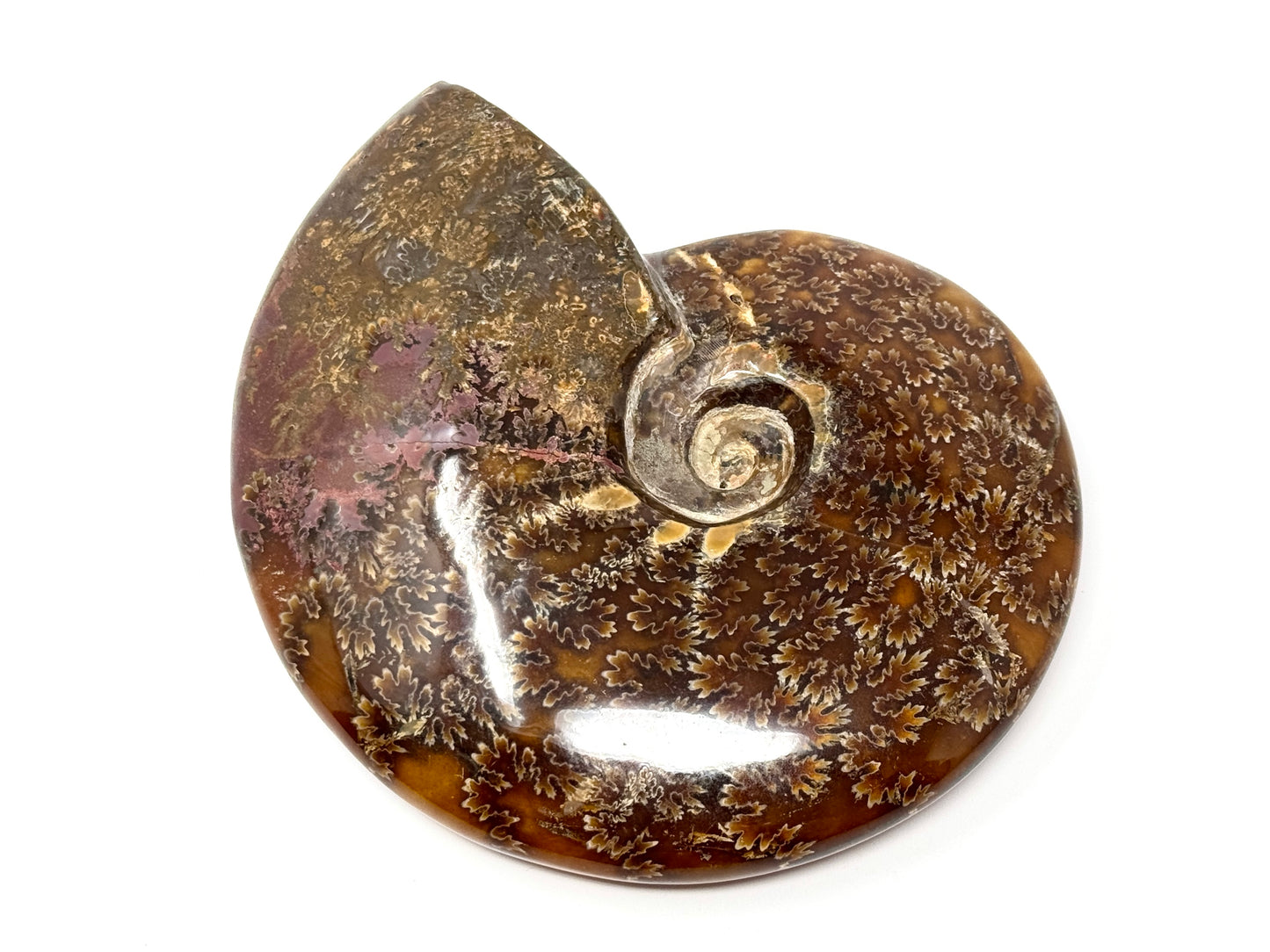 Large Polished Cleoniceras Ammonite Fossil 13.8cm