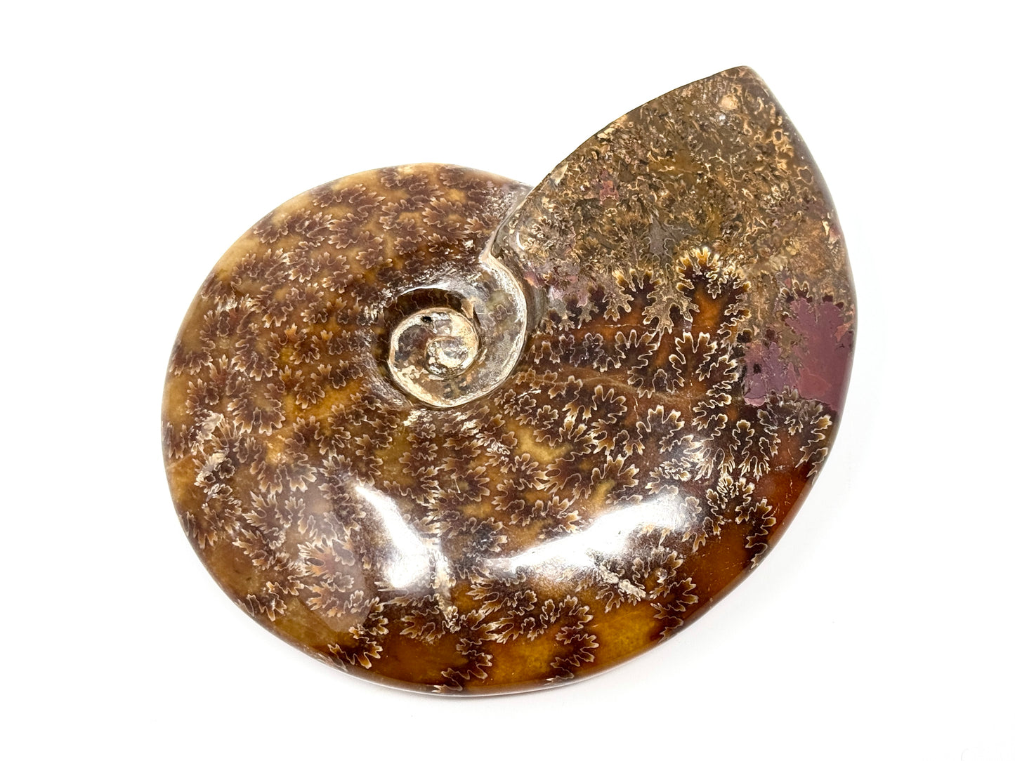 Large Polished Cleoniceras Ammonite Fossil 13.8cm