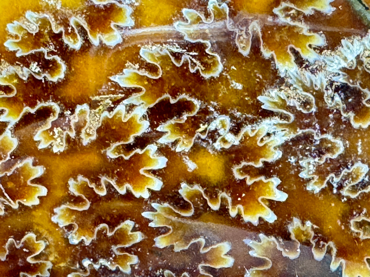 Large Polished Cleoniceras Ammonite Fossil 13.8cm