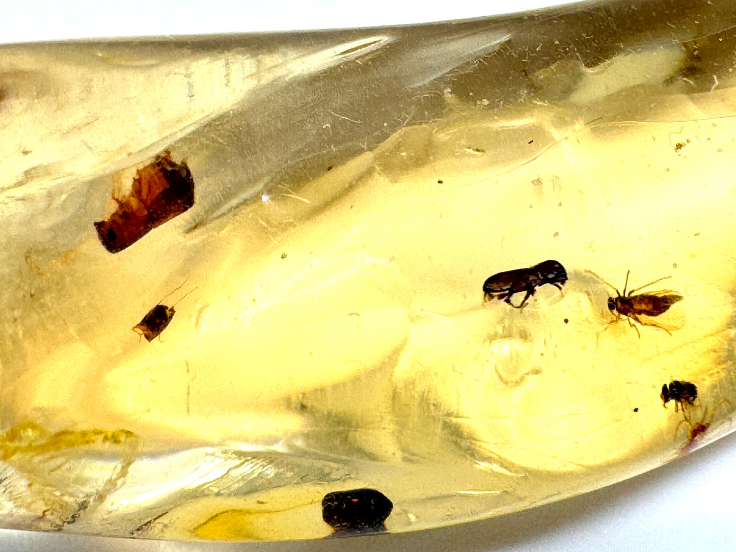 Copal With Insects 5.4cm