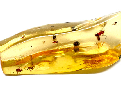Copal With Insects 5.4cm