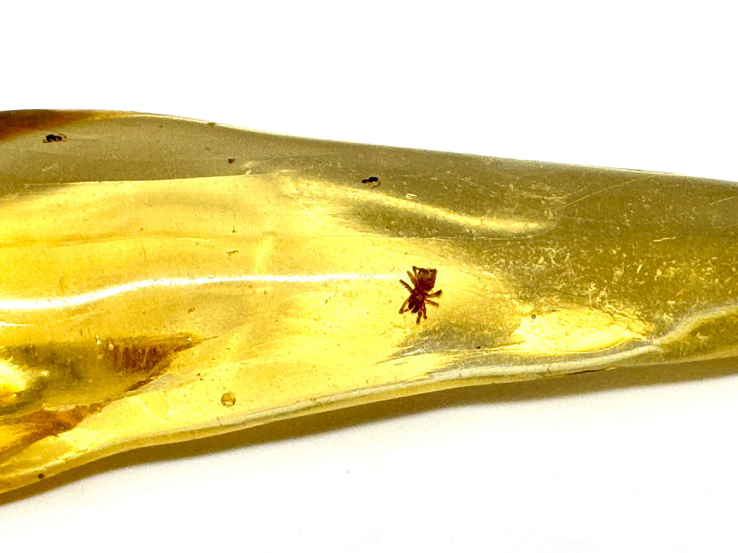 Copal With Insects 9.8cm