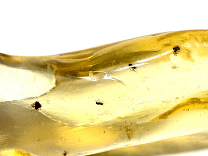 Copal With Insects 9.8cm