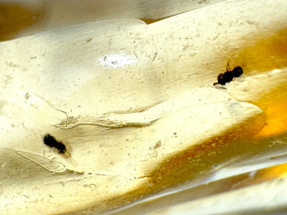 Copal With Insects 9.8cm