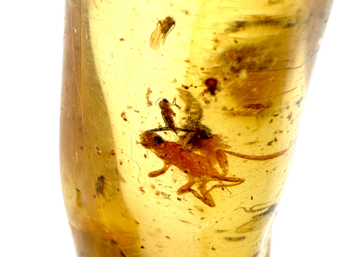 Copal With Insects 5.9cm