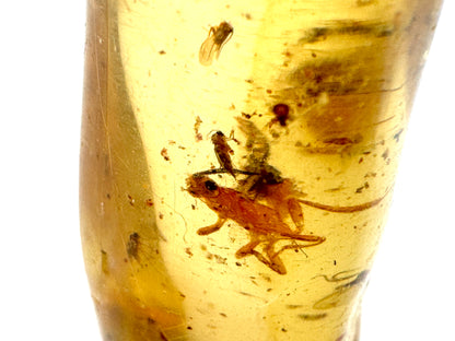 Copal With Insects 5.9cm
