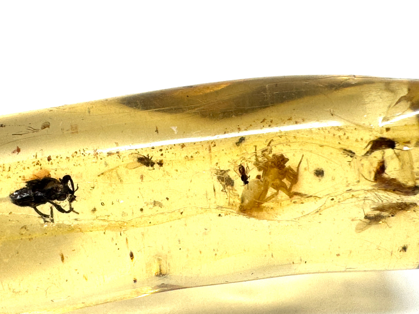 Copal With Insects 5.9cm